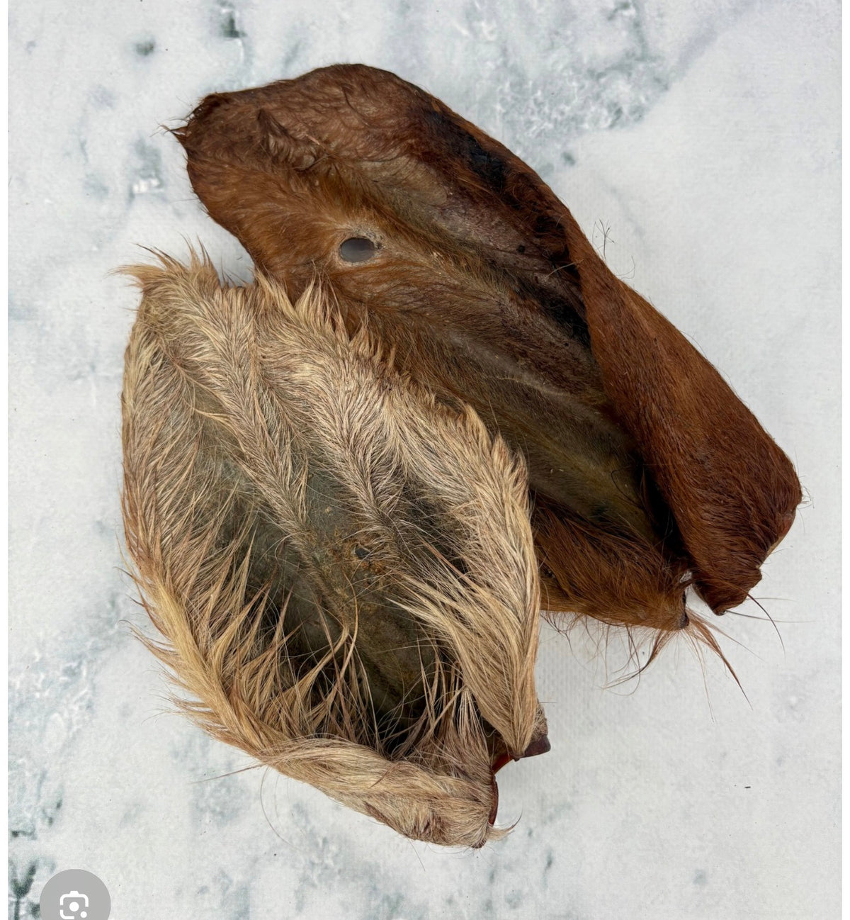 Cows Ear Hair on